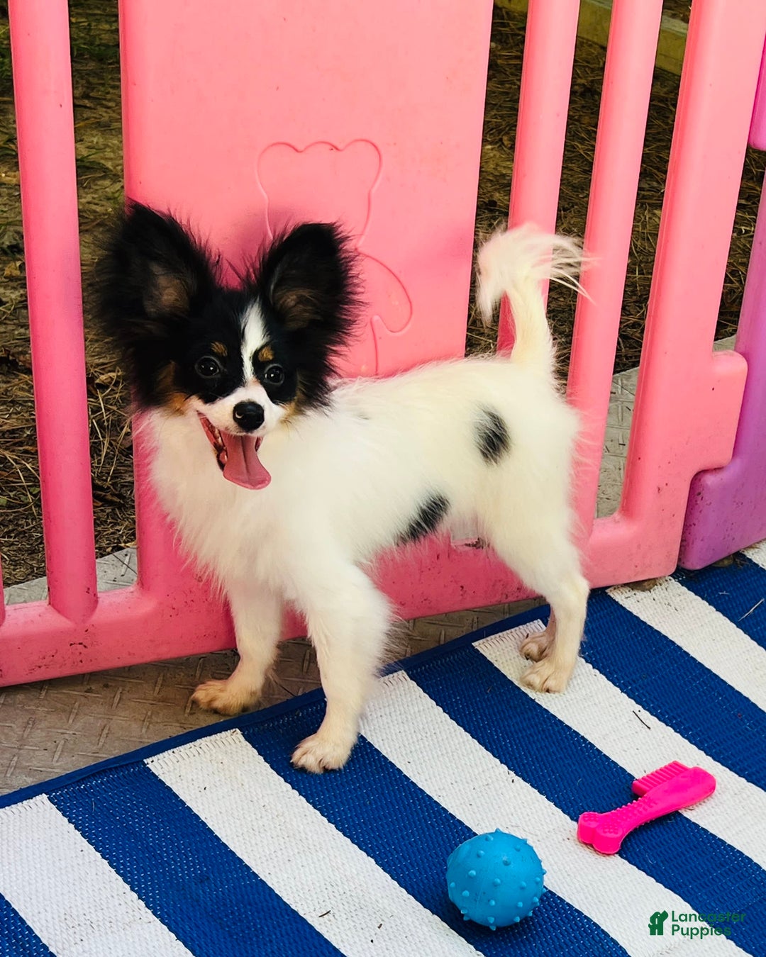 Papillon dogs for sale: Ch. Olimpia X Wilder - Image 2