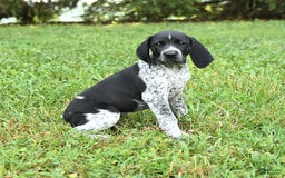 German Shorthaired Pointer dogs for sale: Sage - Image 3