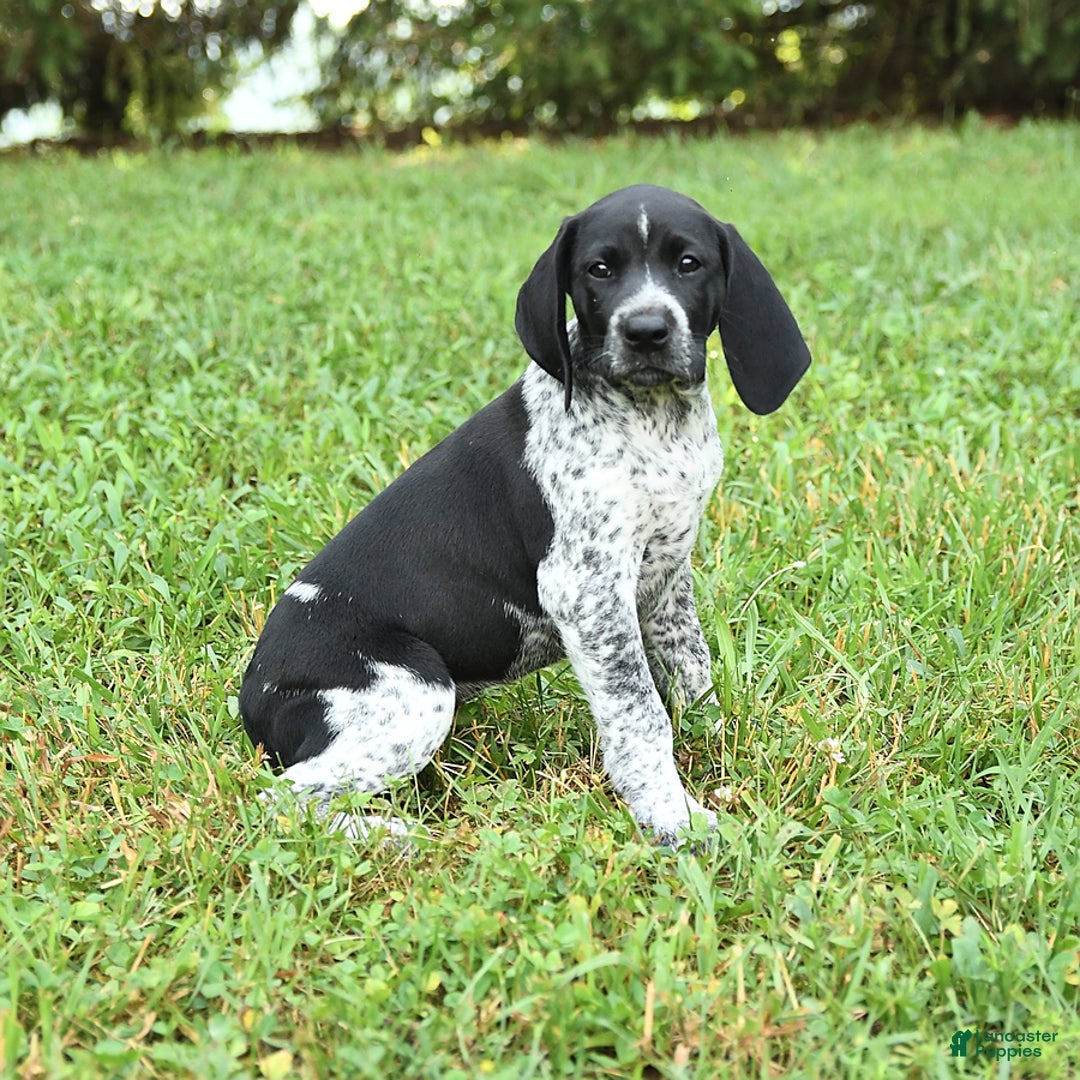German Shorthaired Pointer dogs for sale: Sage - Image 3