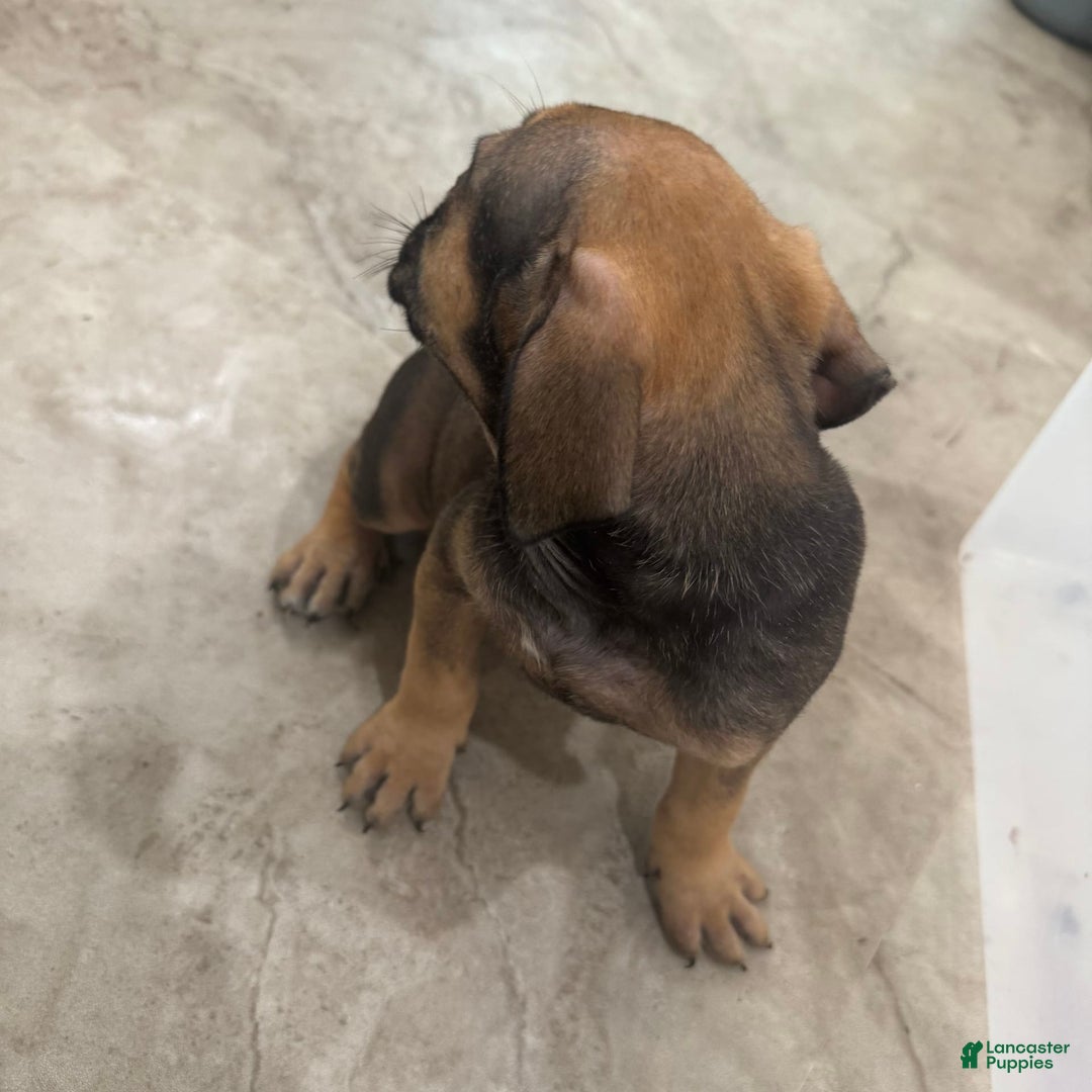 South African Boerboels dogs for sale: Luna - Image 6