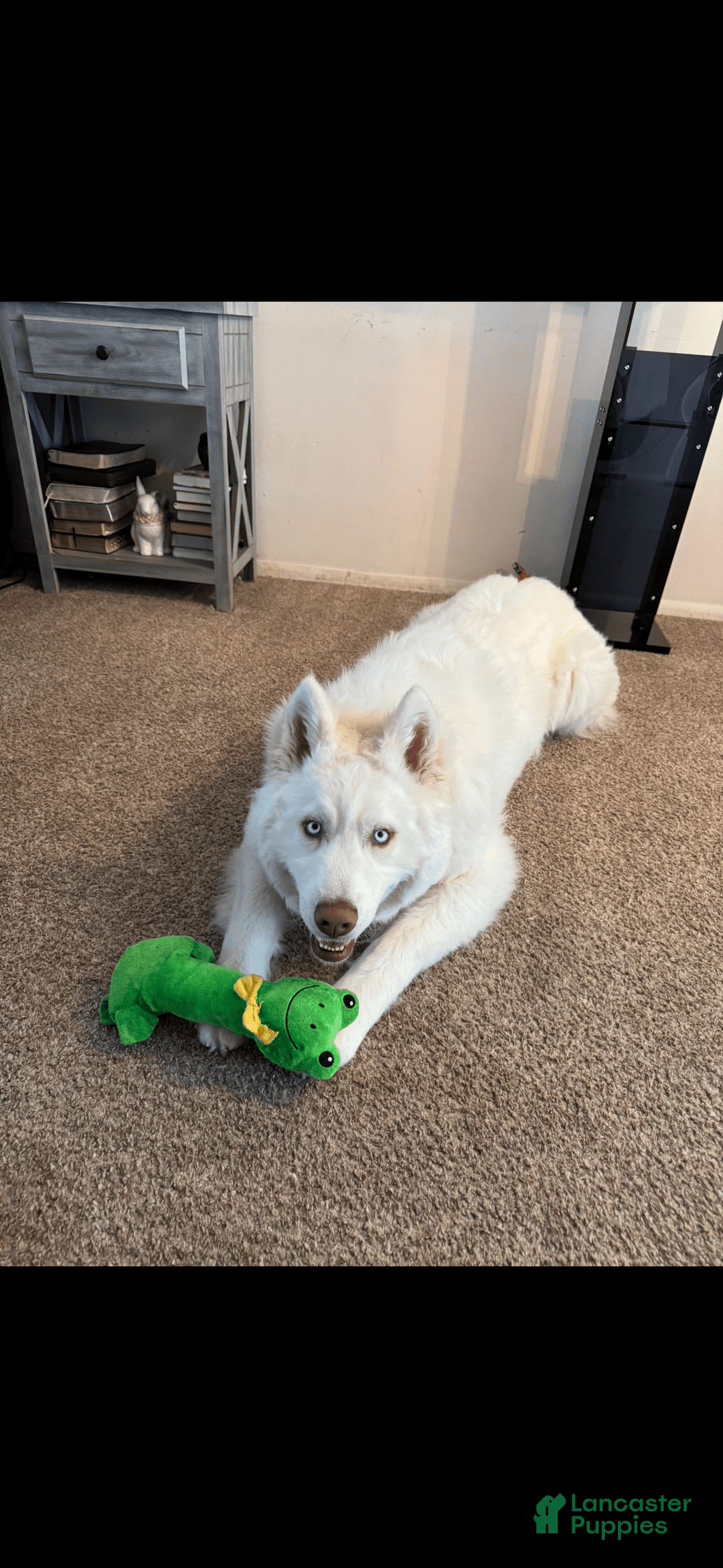 Great Pyrenees dogs for stud: Bear - Image 2