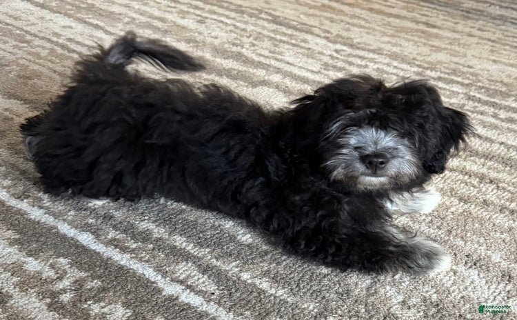 Havanese dogs for sale - Ad 2
