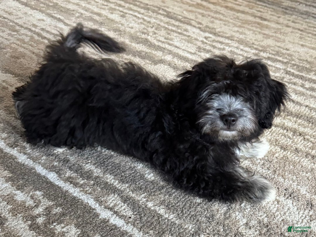 Havanese dogs for sale: Fibi - Image 1
