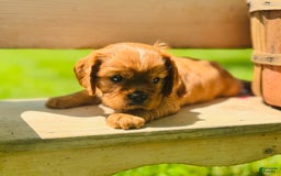 Cavalier King Charles Spaniel dogs for sale: Daisy - Image 3