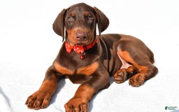 Doberman Pinscher dogs for sale: Tyler - Image 6