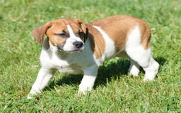 Beabull dogs for sale: Angie - Image 12