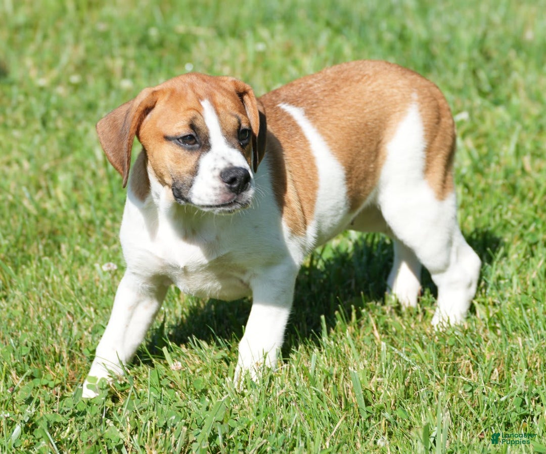 Beabull dogs for sale: Angie - Image 12