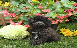 Toy Poodle dogs for sale: Tulip - Image 3