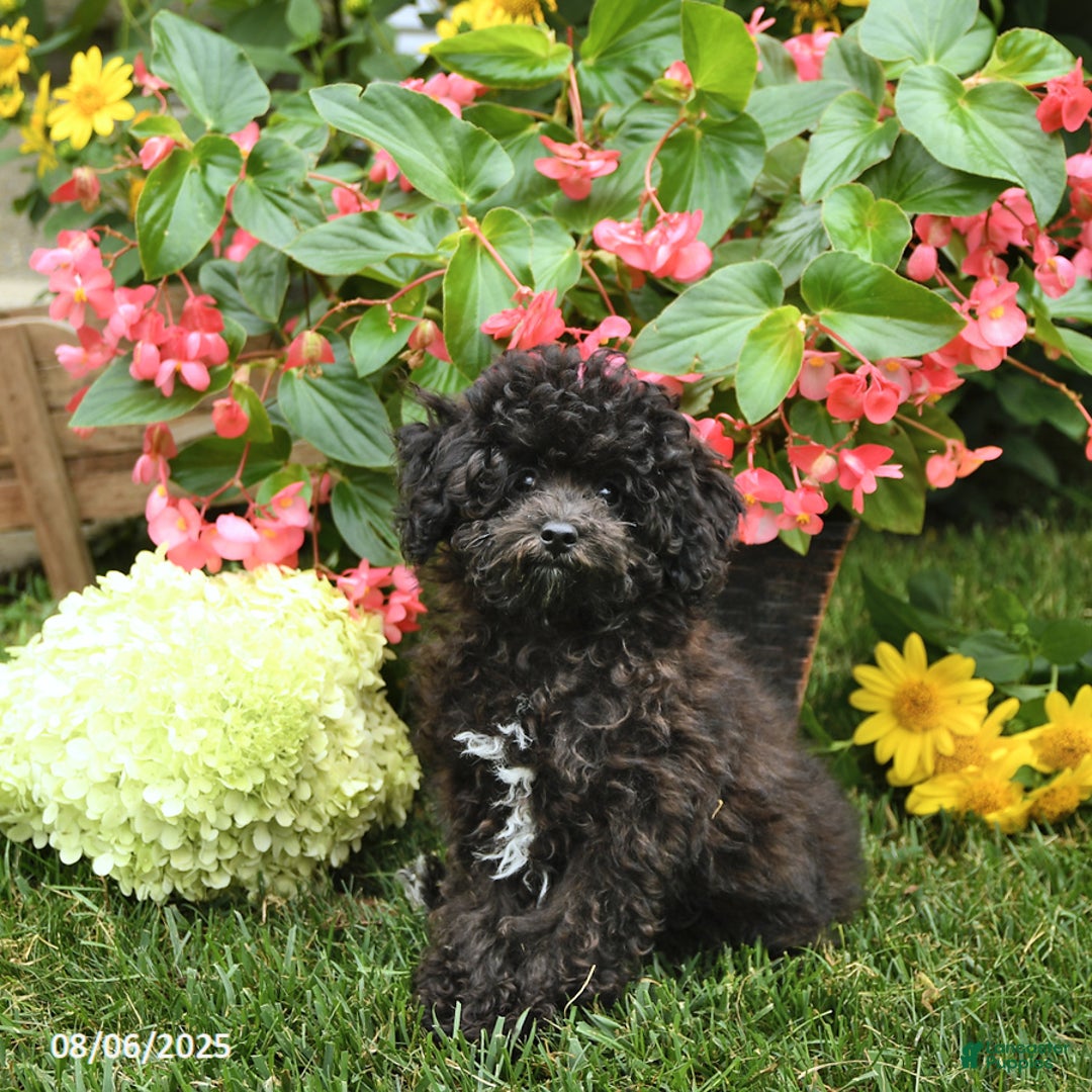 Toy Poodle dogs for sale: Tulip - Image 3