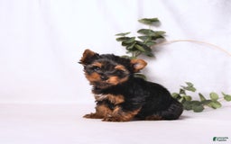 Yorkshire Terrier dogs for sale: Zade - Image 10