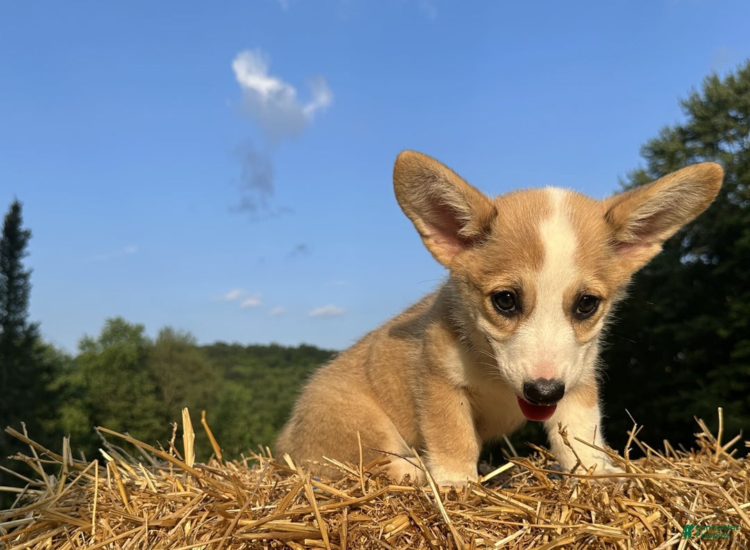 Welsh Corgi Pembroke dogs for sale: Molly - Image 20