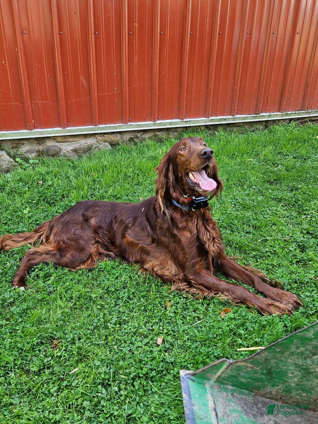 Irish Setter dogs for sale: Rover - Image 4
