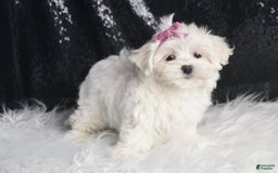 Maltese dogs for sale: Luna - Image 3