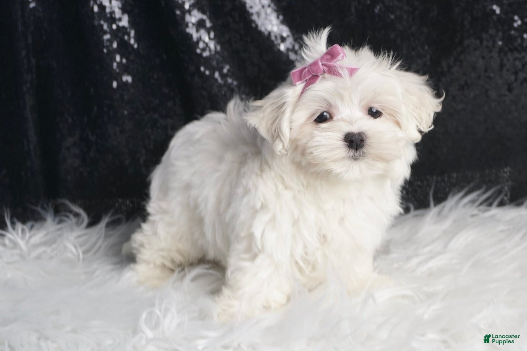 Maltese dogs for sale: Luna - Image 3