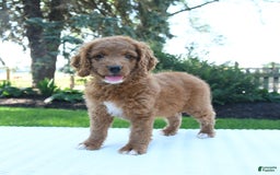 Mini Goldendoodle dogs for sale: Clementine - Image 5