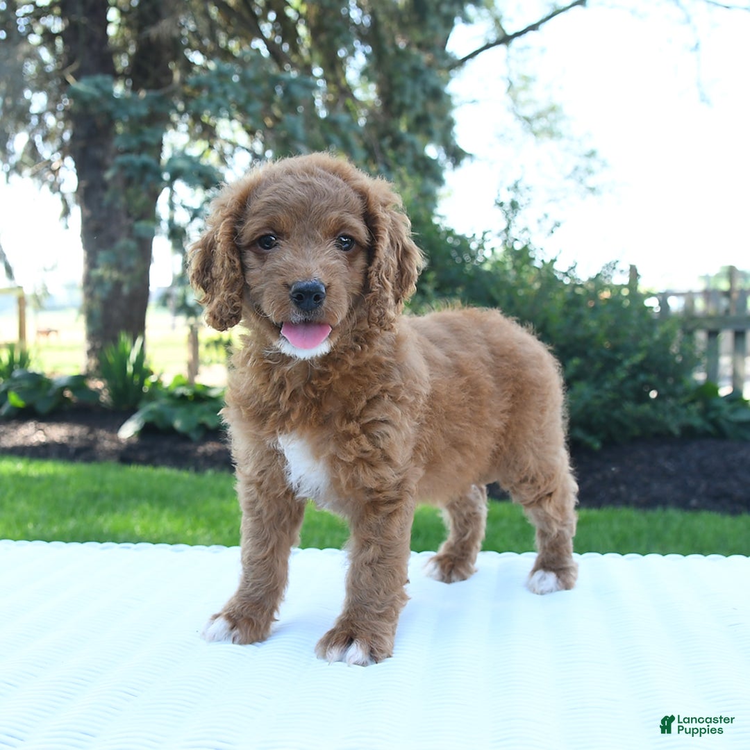 Mini Goldendoodle dogs for sale: Clementine - Image 5