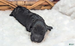 Cockapoo dogs for sale: Miranda - Image 4