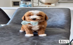 Mini Goldendoodle dogs for sale: Petite Bolt - Image 20