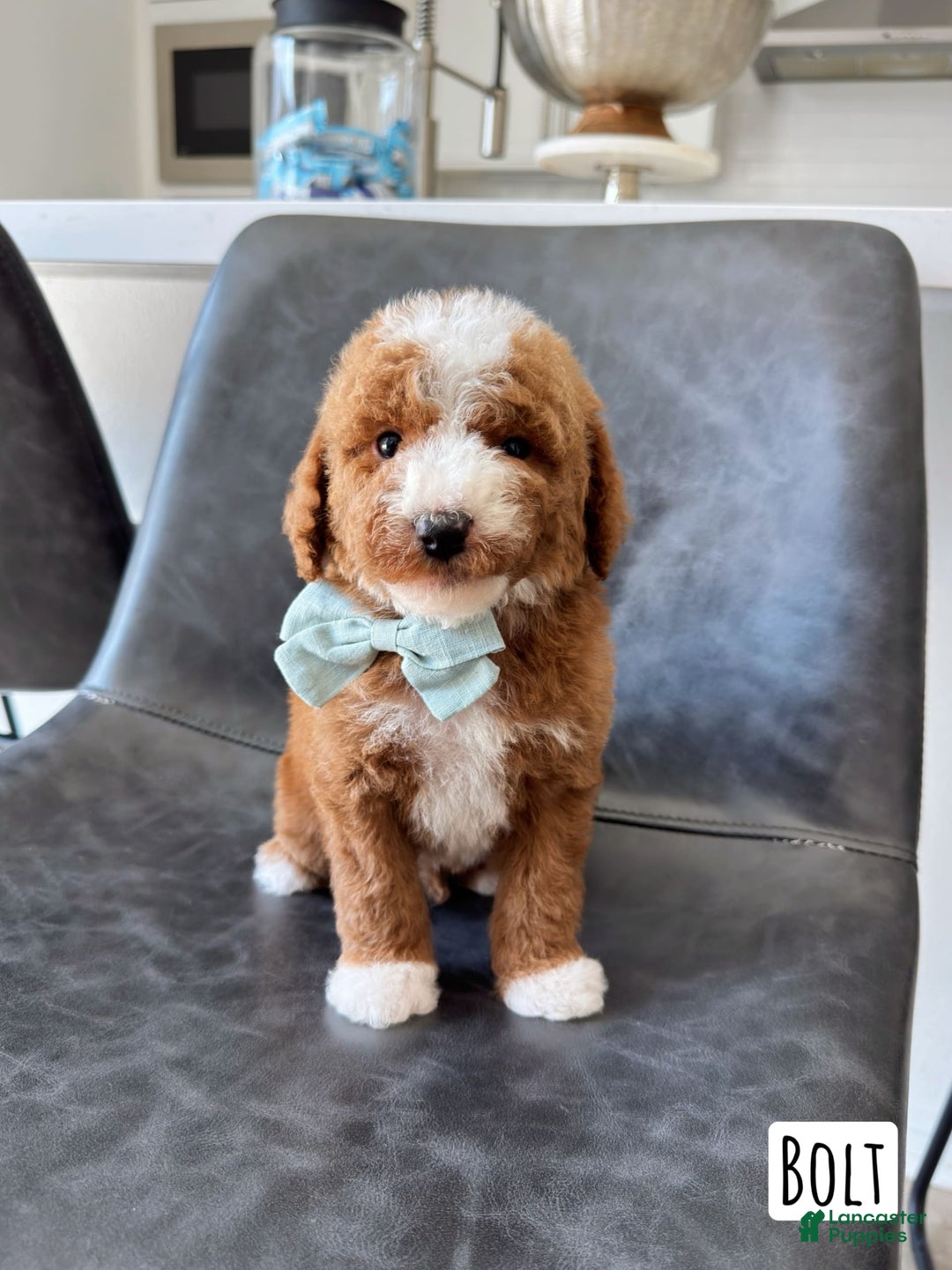Mini Goldendoodle dogs for sale: Petite Bolt - Image 20