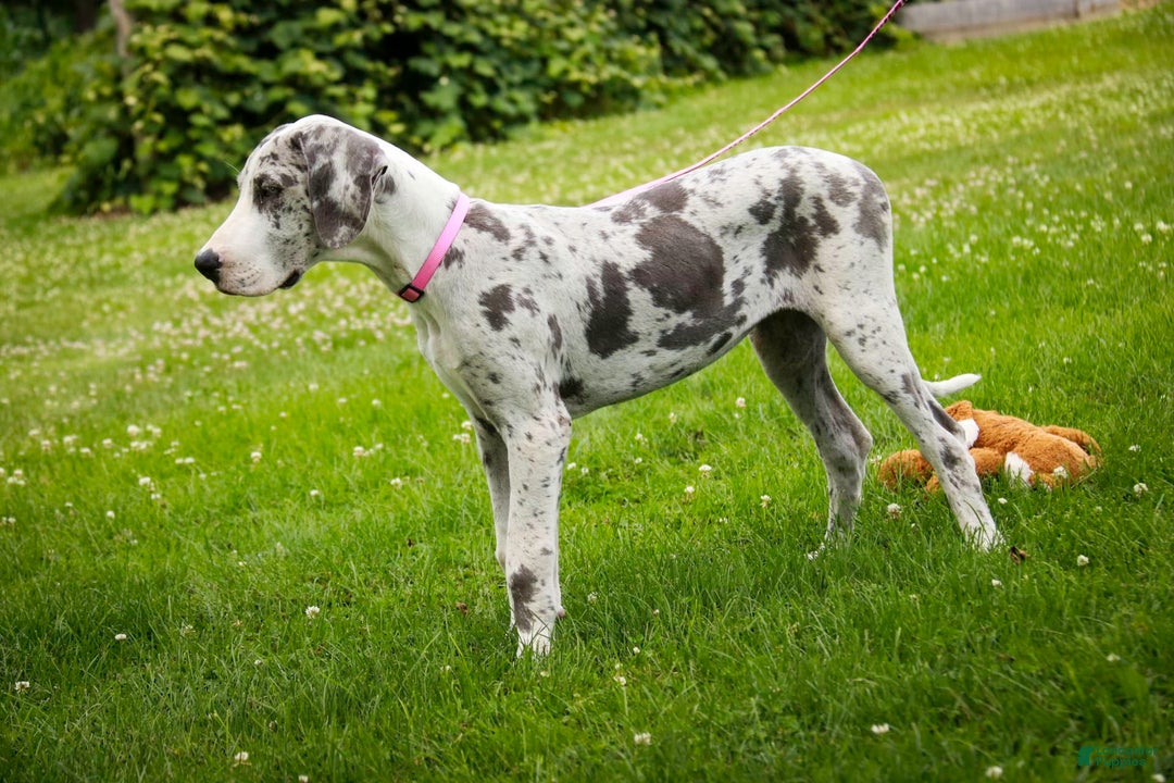 Great Dane dogs for sale: Joujou - Image 9
