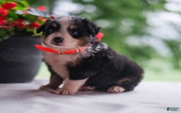 Miniature Australian Shepherd dogs for sale: Tammy - Image 3
