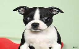 Boston Terrier dogs for sale: Ivy - Image 5