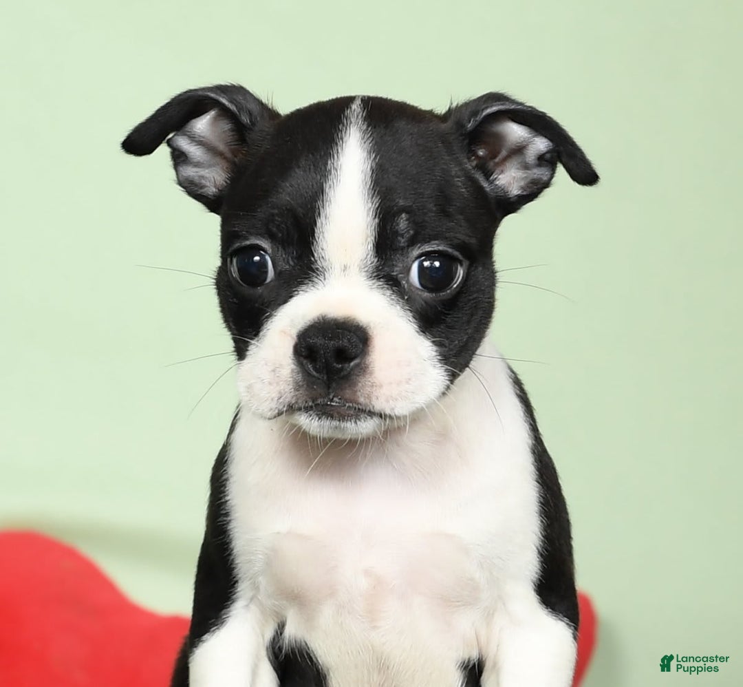 Boston Terrier dogs for sale: Ivy - Image 5