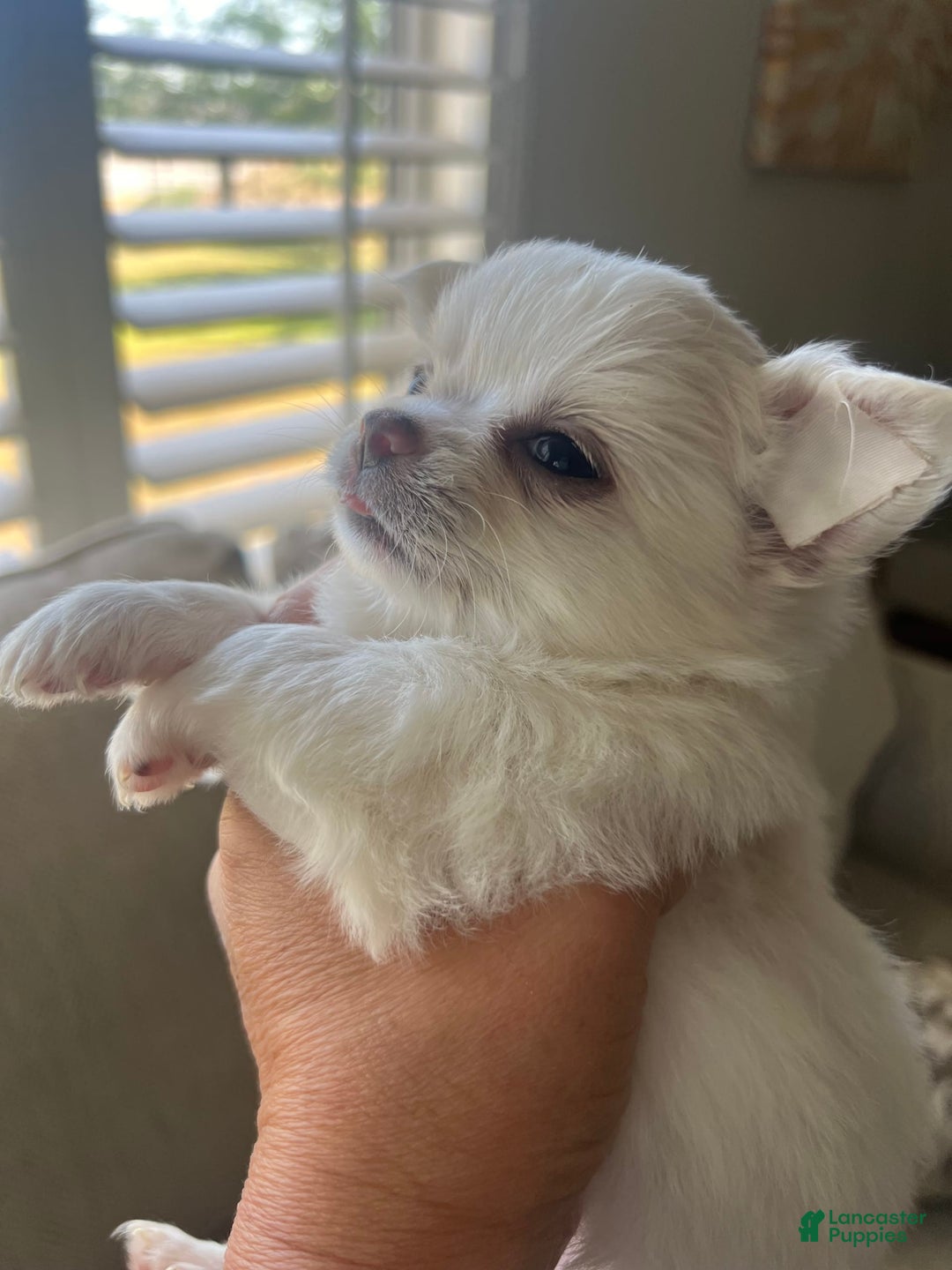 Chihuahua dogs for sale: Duke - Image 1