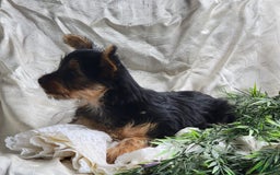 Yorkshire Terrier dogs for sale: Poppy - Image 3