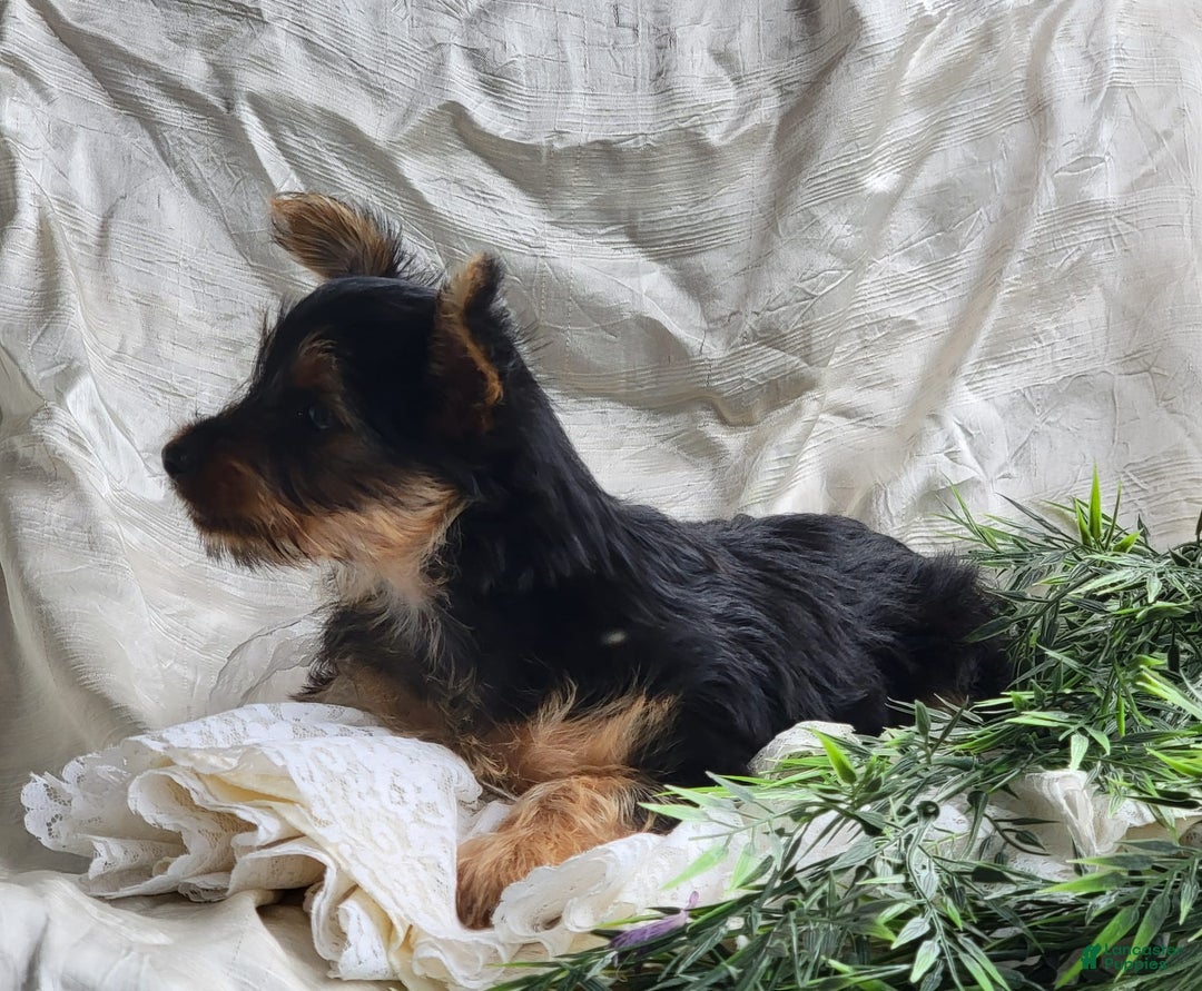 Yorkshire Terrier dogs for sale: Poppy - Image 3