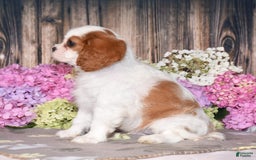 Cavalier King Charles Spaniel dogs for sale: Tarrace - Image 7