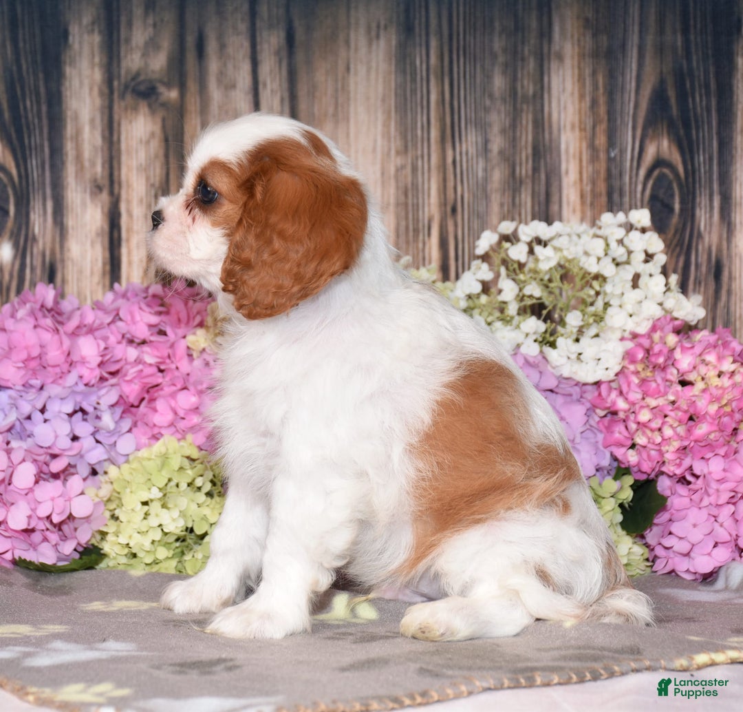 Cavalier King Charles Spaniel dogs for sale: Tarrace - Image 7
