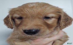 Golden Retriever dogs for sale: Lucky - Image 1