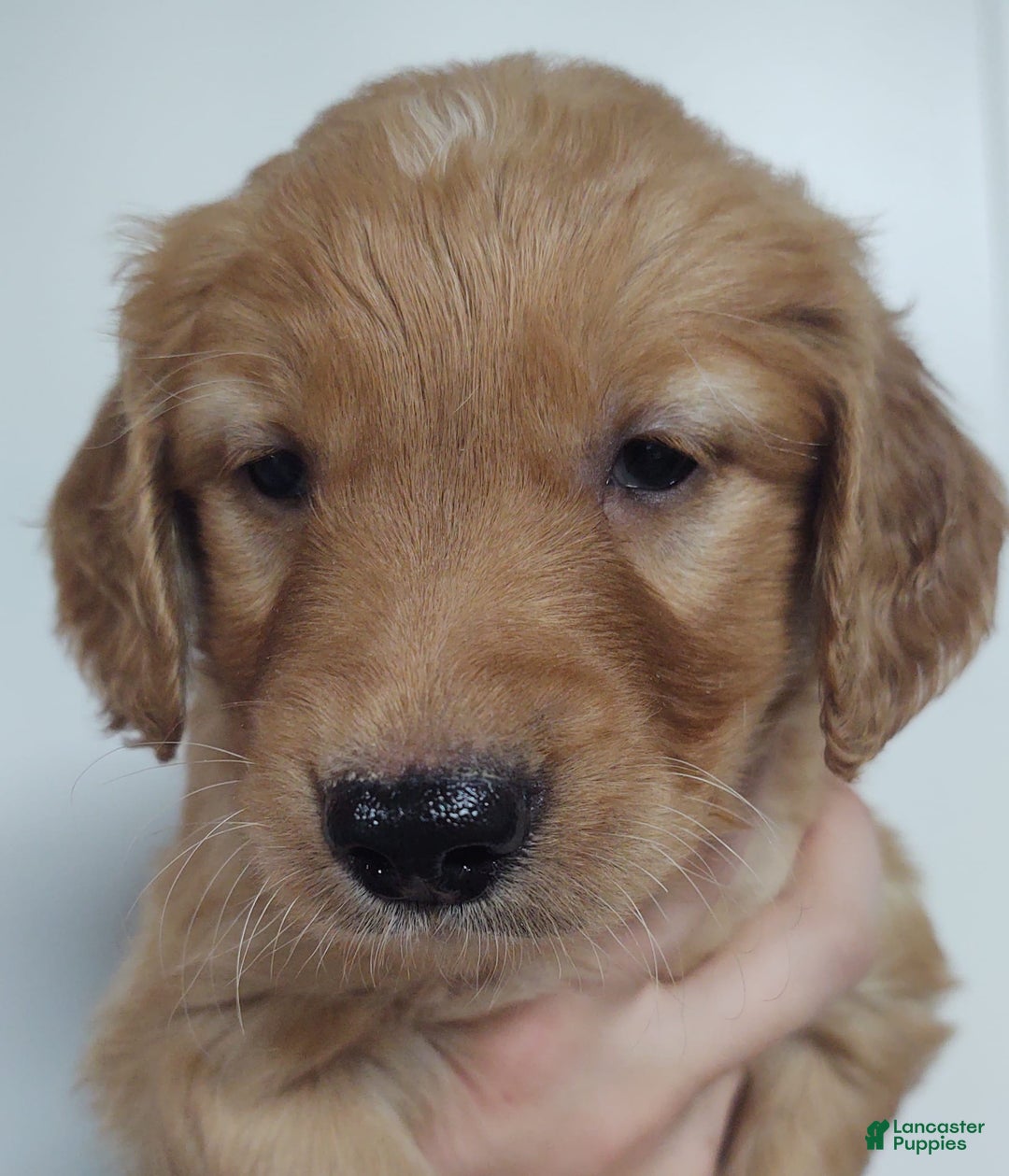 Golden Retriever dogs for sale: Lucky - Image 1