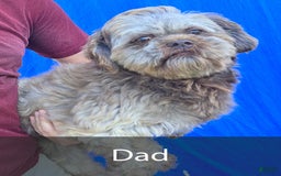 Shih Tzu dogs for sale: Tommy - Image 9