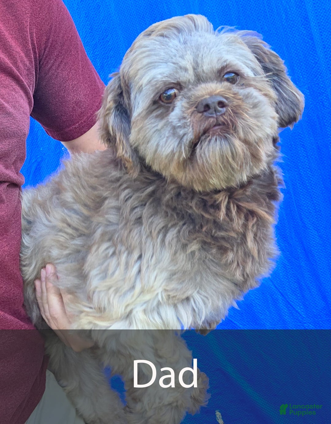 Shih Tzu dogs for sale: Tommy - Image 9