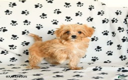 Cavapoo dogs for sale: Alex - Image 24