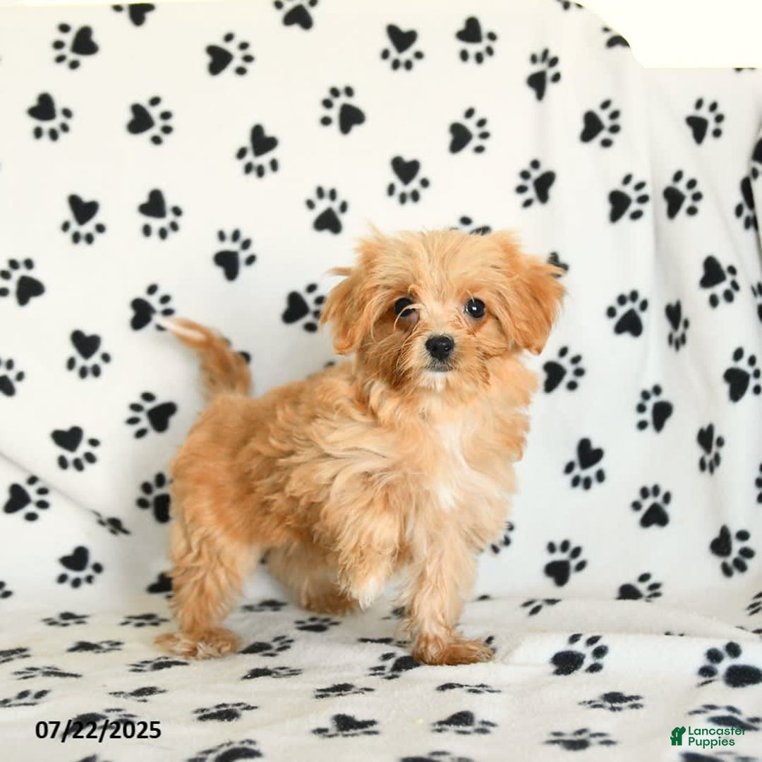 Cavapoo dogs for sale: Alex - Image 24