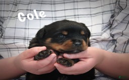 Rottweiler dogs for sale: Cole - Image 2