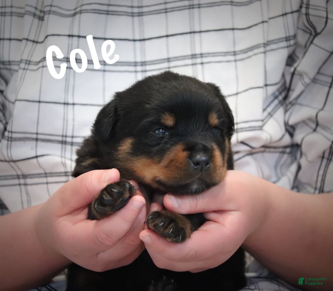 Rottweiler dogs for sale: Cole - Image 2