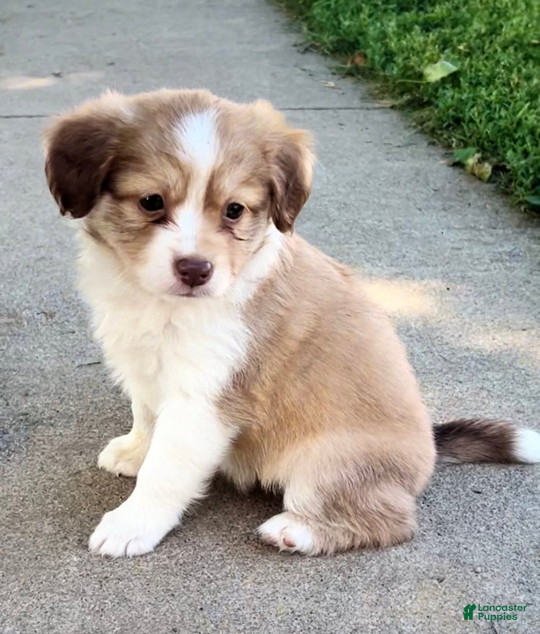 Mini Aussiedoodle dogs for sale: Lani - Image 5