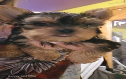 Yorkshire Terrier dogs for sale: Tt - Image 23