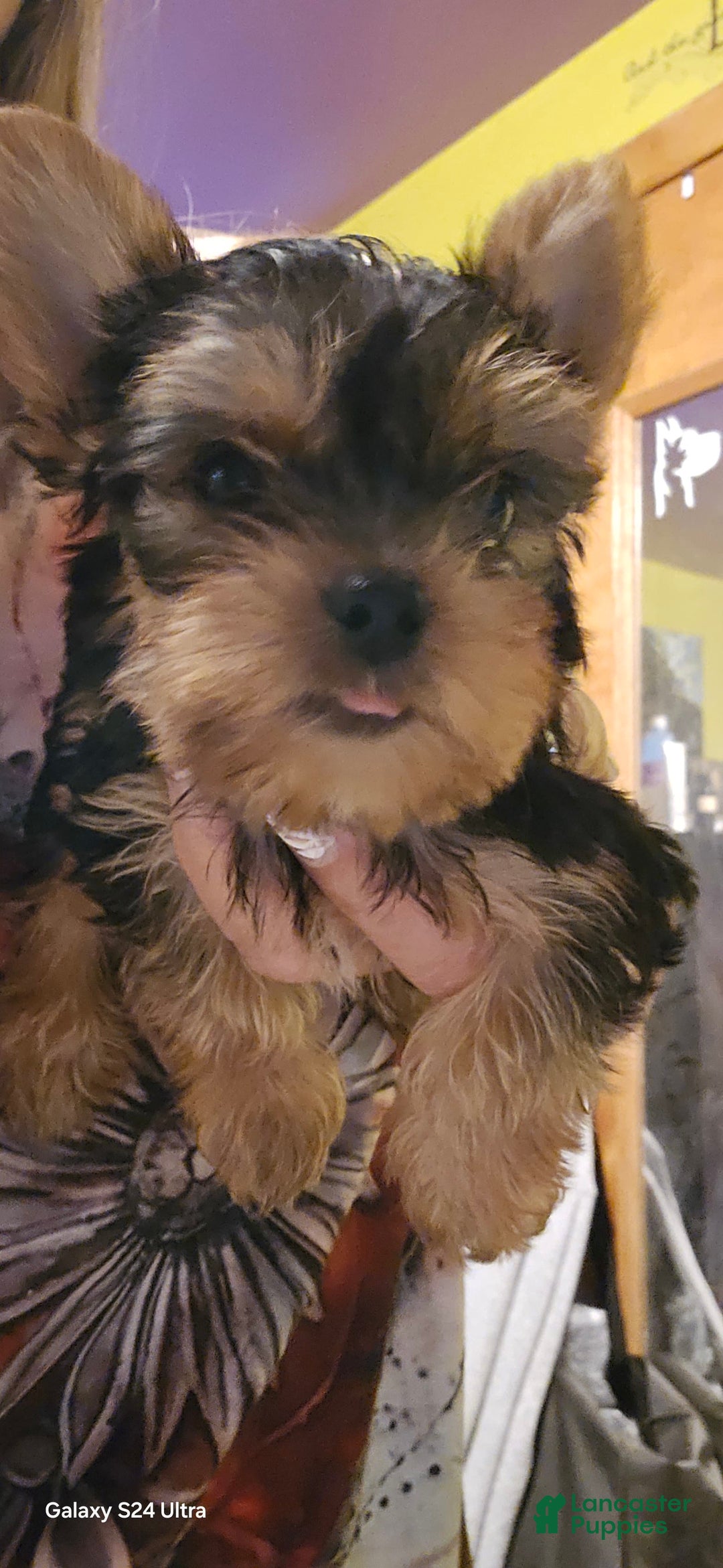 Yorkshire Terrier dogs for sale: Tt - Image 23