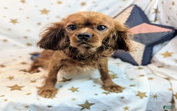 Cavapoo dogs for sale: Hera - Image 18