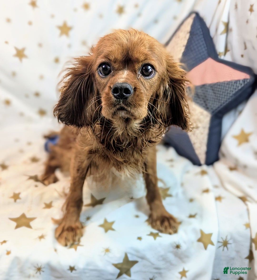 Cavapoo dogs for sale: Hera - Image 18