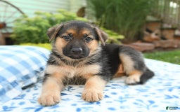 German Shepherd dogs for sale: Honeysuckle - Image 3