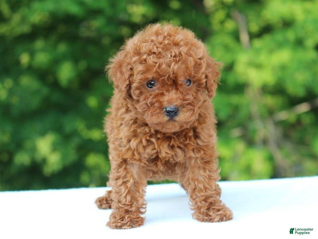 Miniature Poodle dogs for sale: Aleah - Image 3