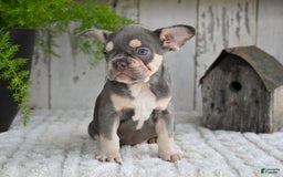 French Bulldog dogs for sale: Sophie - Image 8