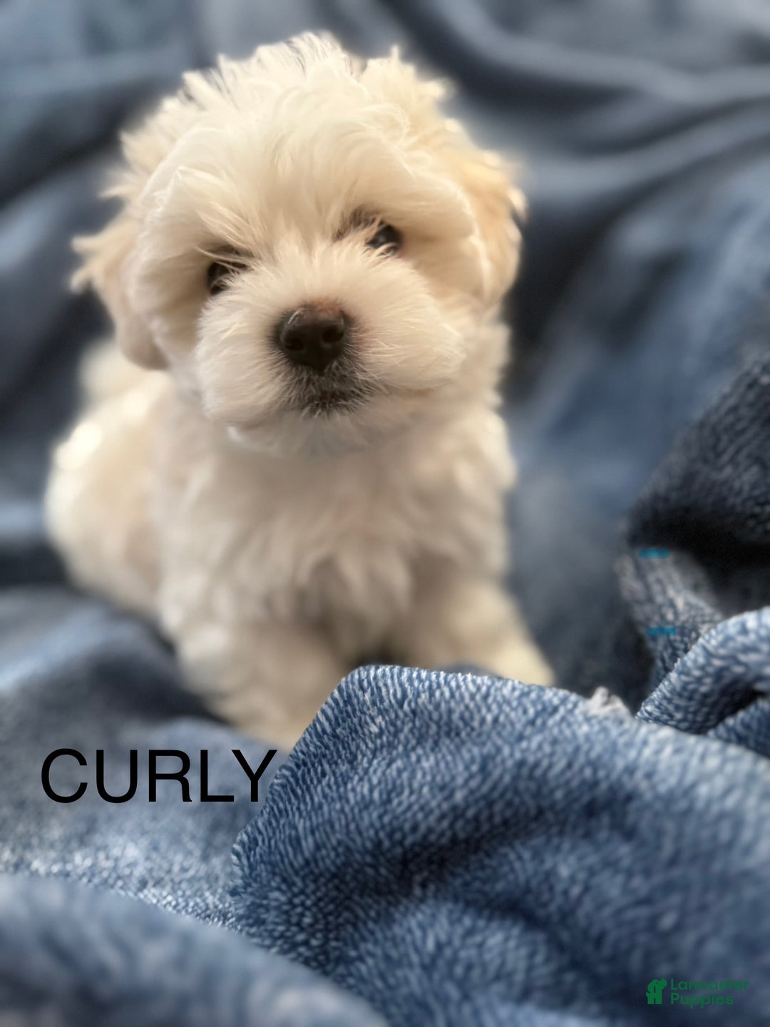 Coton De Tulear dogs for sale: Curly - Image 1