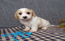 Cavachon dogs for sale: Jaki - Image 2